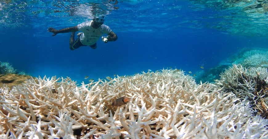 coraux blanc à cause de crème solaire